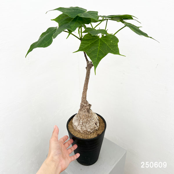 園芸ネット本店｜[ザ・ファームセレクト]フィルミアナ：コロラータ 5号