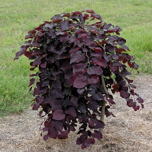 園芸ネット本店｜アメリカハナズオウ：ルビーフォールズ6号ポット の