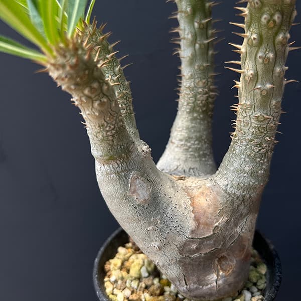 園芸ネット本店｜パキポディウム イノピナツム 3号22-01 の通販【公式】