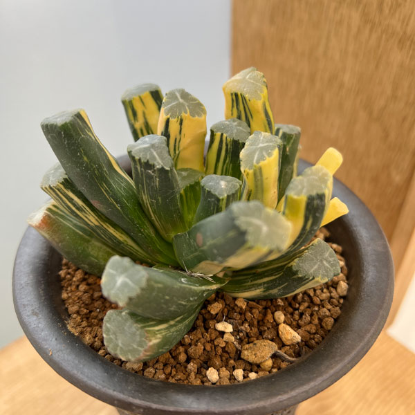 園芸ネット本店｜ハオルチア：万象 鮮明オレンジ色斑 KF 3.5号22-01 の