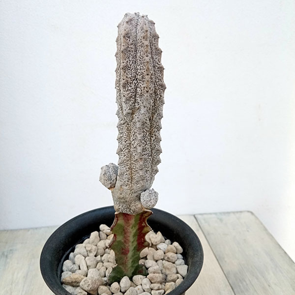 園芸ネット本店｜ユーフォルビア：アブデルクリグレー 4号（接ぎ木