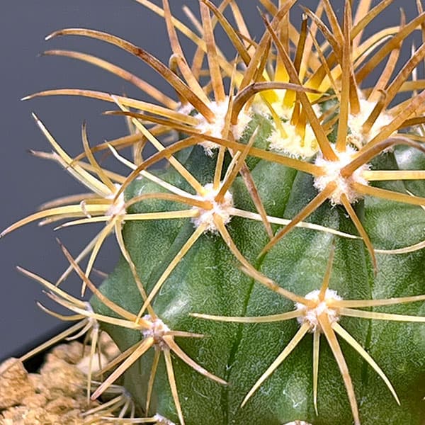 園芸ネット本店｜サボテン：フェロカクタス 金冠竜 2.5号鉢植え の通販