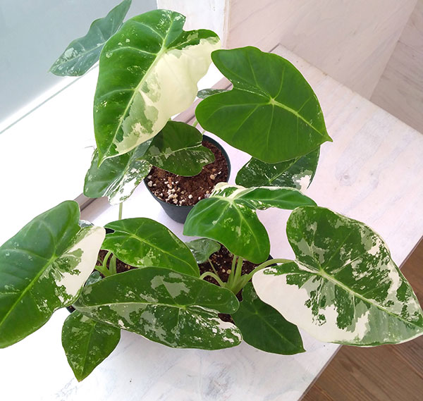 園芸ネット本店｜アロカシア：グリーンベルベット（斑入り） 3.5号鉢