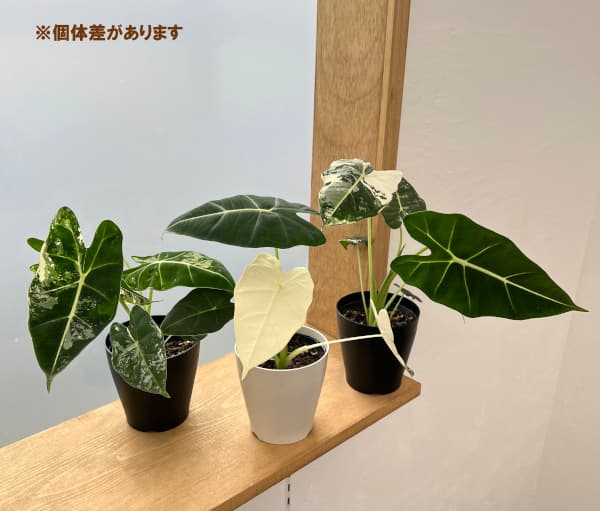 園芸ネット本店｜アロカシア：グリーンベルベット（斑入り） 3.5号鉢