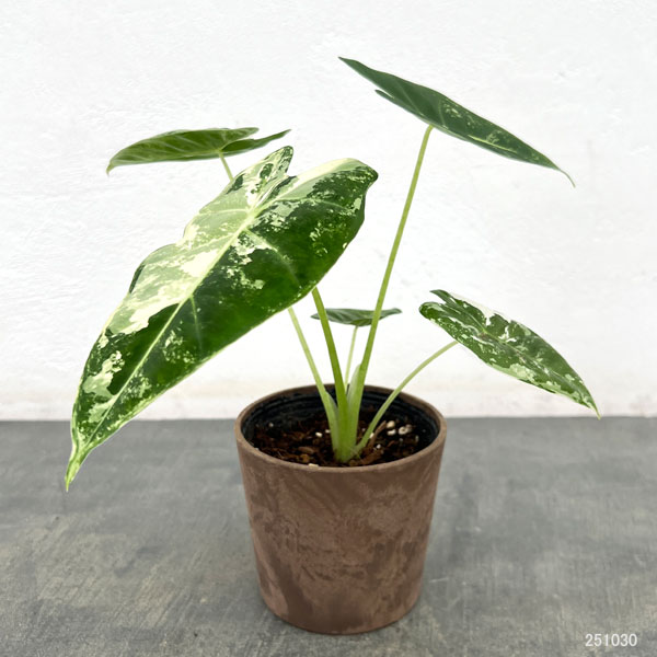 園芸ネット本店｜アロカシア：グリーンベルベット（斑入り） 3.5号鉢