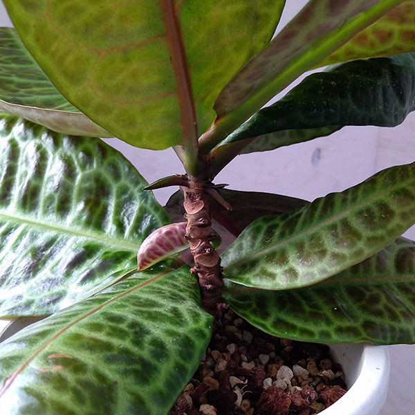 園芸ネット本店｜ラビシア：タートルバック 5号 の通販【公式】