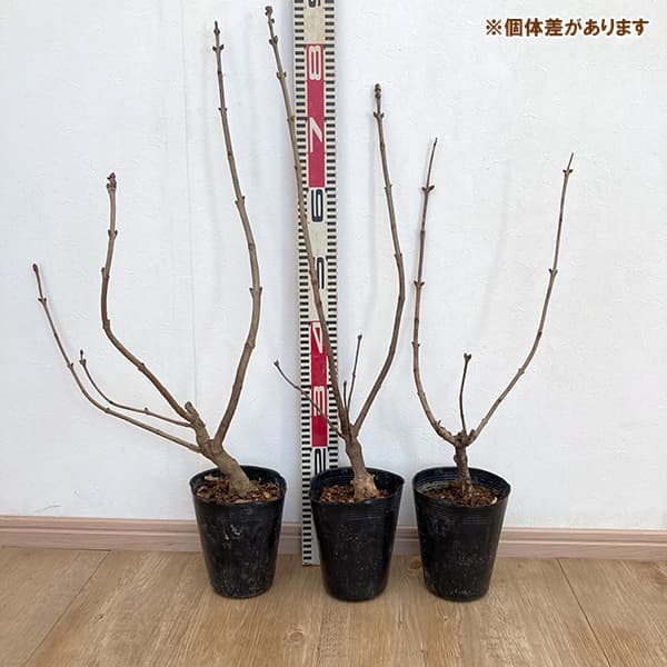 園芸ネット本店｜ライラック：プレジデントグレビー4-5号ポット の通販