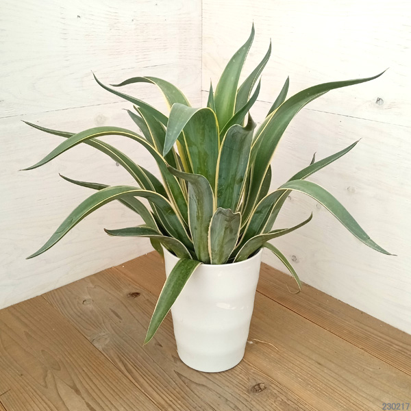 園芸ネット本店｜アガベ：ベネズエラ(斑入り）7号鉢植え の通販【公式】