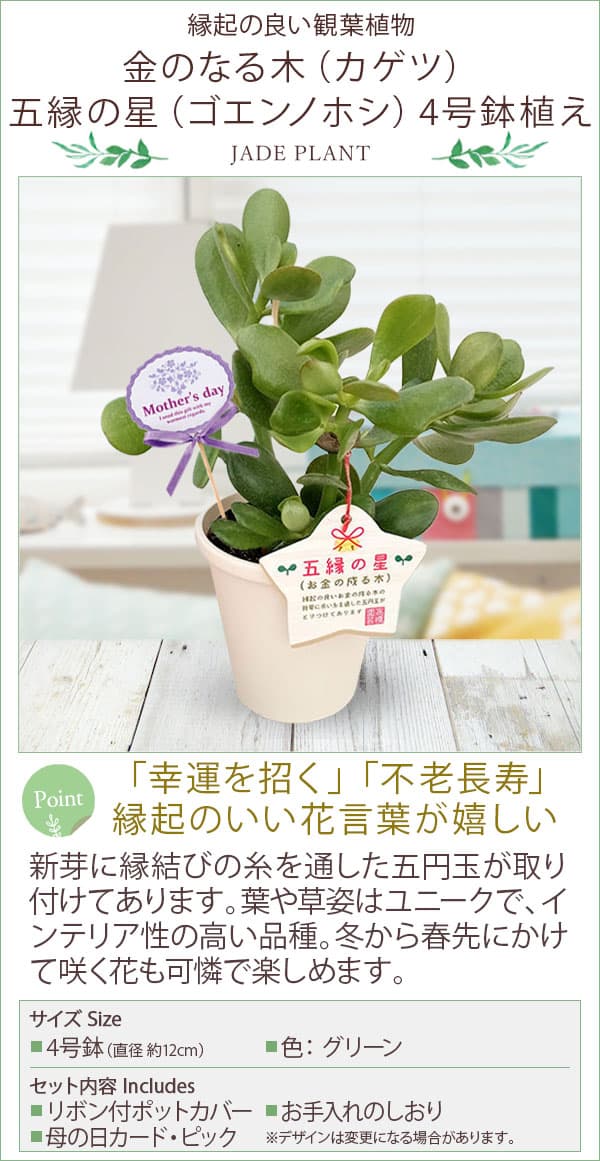 園芸ネット本店｜[送料無料][2026年 母の日ギフト][予約]金のなる木