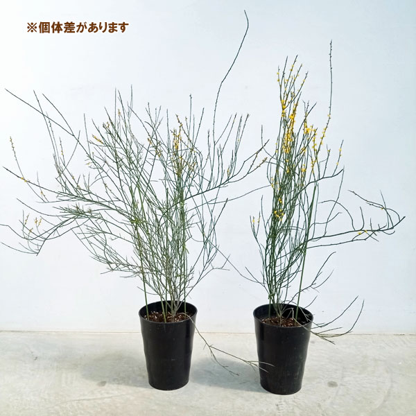 園芸ネット本店｜アカシア：スピネセンス（スピニーワトル）7号ポット