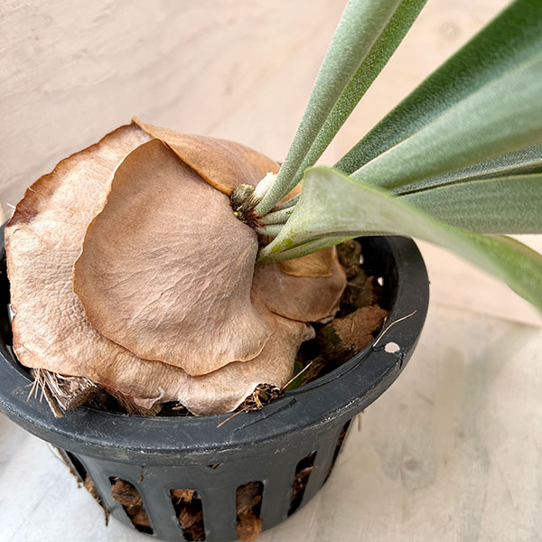 園芸ネット本店｜[送料無料]ビカクシダ（コウモリラン）：サンサイ