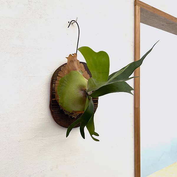 園芸ネット本店｜ビカクシダ（コウモリラン）：フーンシキQQ 板付け