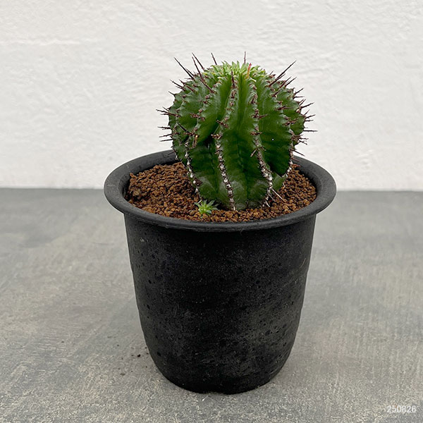 園芸ネット本店｜ユーフォルビア：ホリダ 3号鉢植え* の通販【公式】