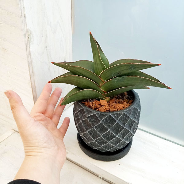 園芸ネット本店｜サンセベリア：サムライドワーフ 4.5号陶器鉢植え の