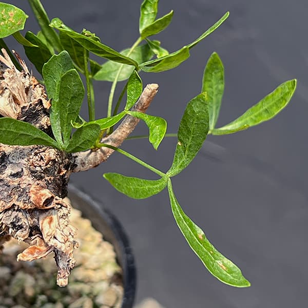 園芸ネット本店｜コミフォラ：フォリアセア（発根済み） 4号鉢植え の