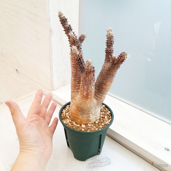 園芸ネット本店｜パキポディウム：マカイエンセ （魔界玉）4号23-01 の