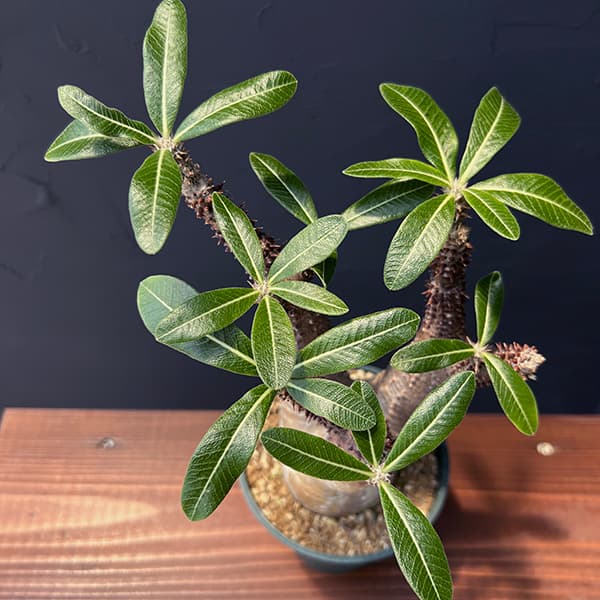 園芸ネット本店｜パキポディウム：マカイエンセ （魔界玉）4号23-01 の