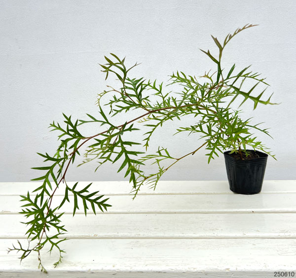 園芸ネット本店｜グレビレア：ブロンズランバー3号ポット の通販【公式】