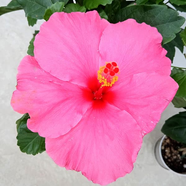 園芸ネット本店｜[送料無料][2024年 父の日ギフト][予約]ハイビスカス