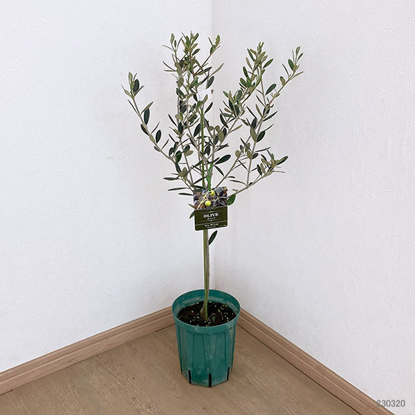 園芸ネット本店｜オリーブ：マンザニロ5～6号ポット の通販【公式】