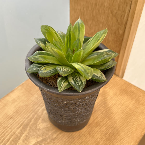 園芸ネット本店｜ハオルチア：カクテル Big（オブツーサ交配錦） 3.5号