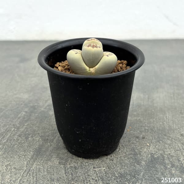 園芸ネット本店｜リトープス：麗虹玉（れいこうぎょく）2.5号鉢植え