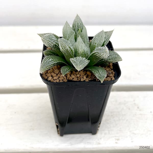 園芸ネット本店｜ハオルチア：森の妖精（シルバーボール×白銀絵巻