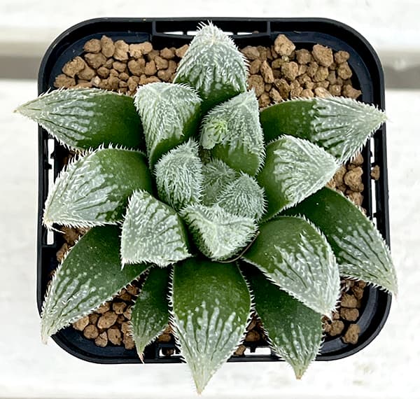 園芸ネット本店｜ハオルチア：森の妖精（シルバーボール×白銀絵巻