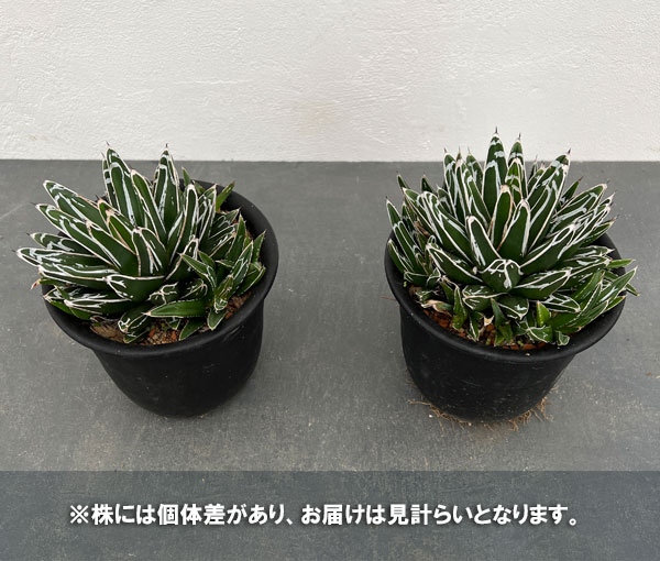 園芸ネット本店｜アガベ：笹の雪 5号鉢植え の通販【公式】
