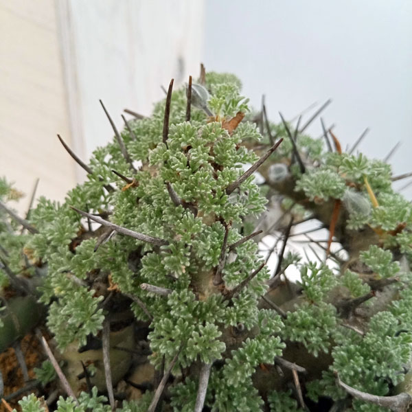 園芸ネット本店｜[ザ・ファームセレクト]モンソニア：ヘレー(竜骨城