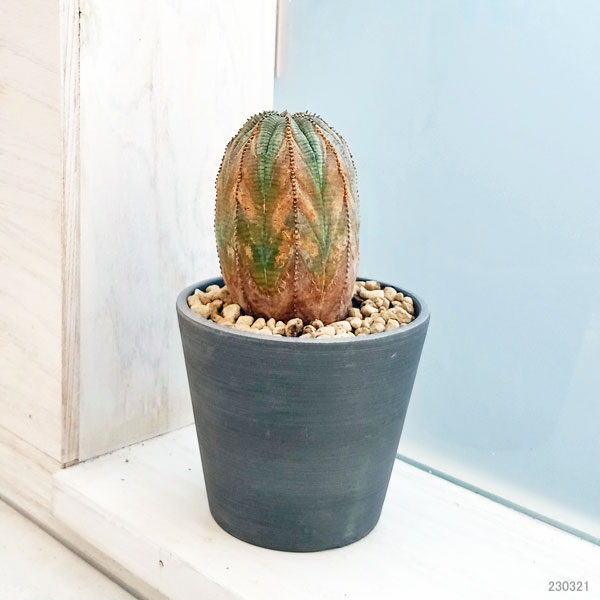 園芸ネット本店｜[ザ・ファームセレクト]ユーフォルビア：オベサ 3.5号