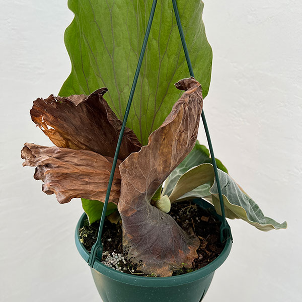 園芸ネット本店｜ビカクシダ（コウモリラン）：エレファントティス 7号