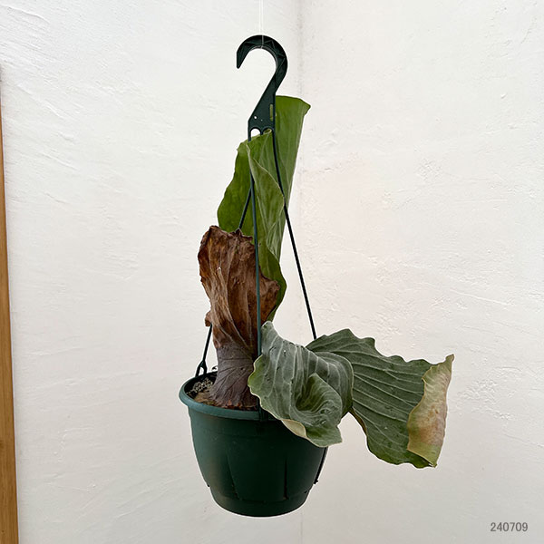 園芸ネット本店｜ビカクシダ（コウモリラン）：エレファントティス 7号