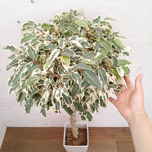 園芸ネット本店｜ベンジャミン：スターライトビューティークィーン 7号