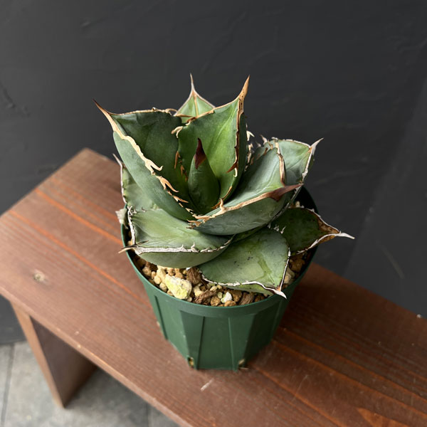 園芸ネット本店｜アガベ：チタノタ×ジャガーノート（titanota x