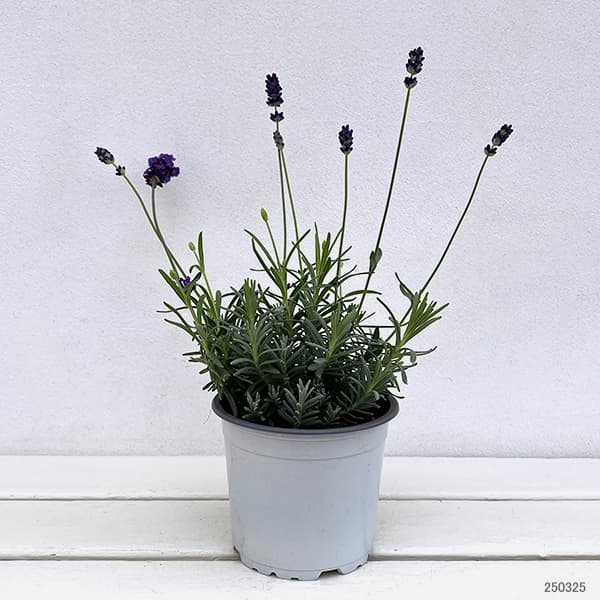 園芸ネット本店｜イングリッシュラベンダー：アヴィニョンアーリー