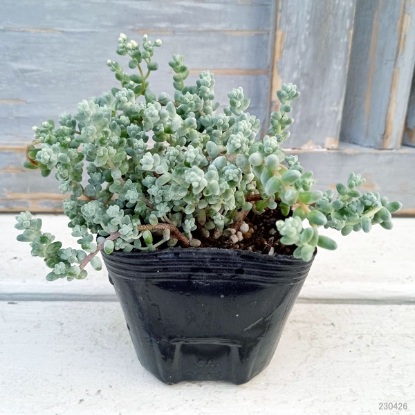 園芸ネット本店｜セダム：ブレビフォリウム（木立） 3号ポット の通販