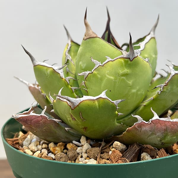 園芸ネット本店｜アガベ：チタノタ5号鉢植え（23-11） の通販【公式】