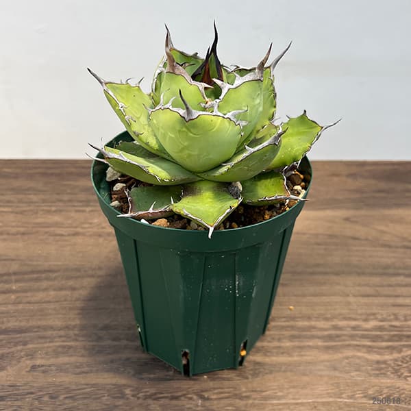 アガベチタノタ ビースト カクタスグリーン 大株 親株 5号鉢 園芸