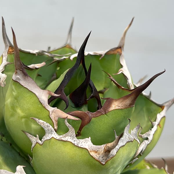 園芸ネット本店｜アガベ：チタノタ 4号鉢植え（23-17） の通販【公式】