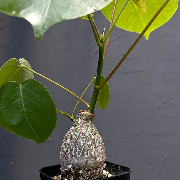 園芸ネット本店｜プセウドボンバックス：エリプチクム（実生4年株） 3