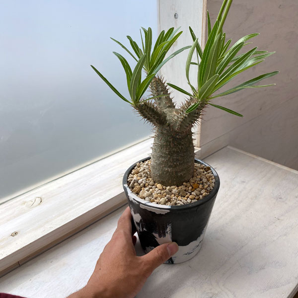 園芸ネット本店｜パキポディウム：グラキリス4号皿付き 22-02 の通販