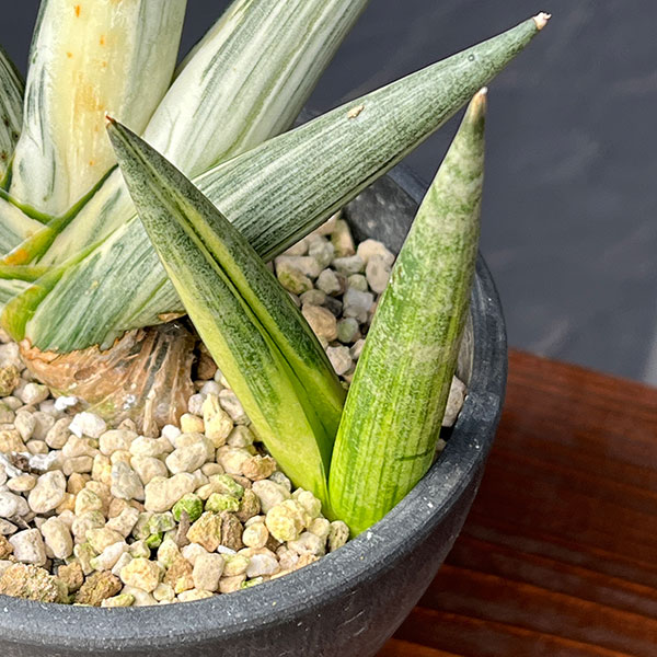 園芸ネット本店｜（わけあり特価）サンセベリア：ボンセレンシス