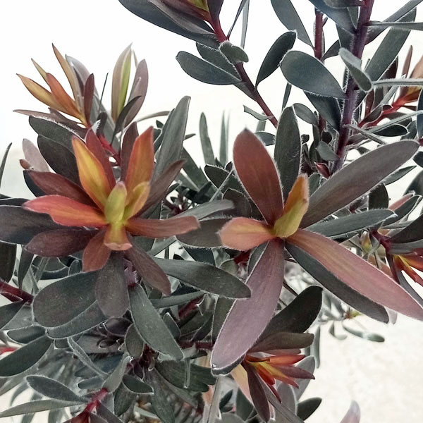 園芸ネット本店｜[ザ・ファームセレクト]リューカデンドロン：デュリフ