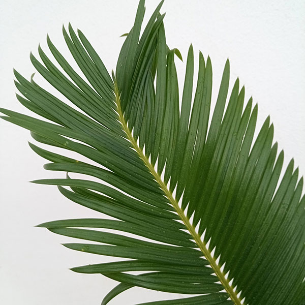 園芸ネット本店｜ソテツ（蘇鉄）3.5号 の通販【公式】