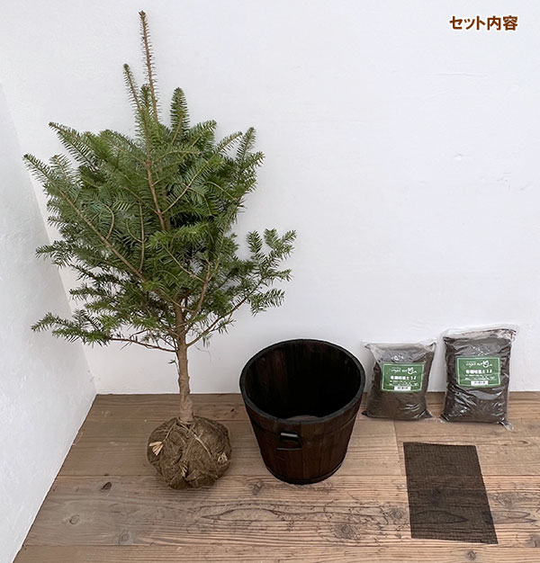 園芸ネット本店｜もみの木（モミノキ）：ウラジロモミ 樹高80～90cm