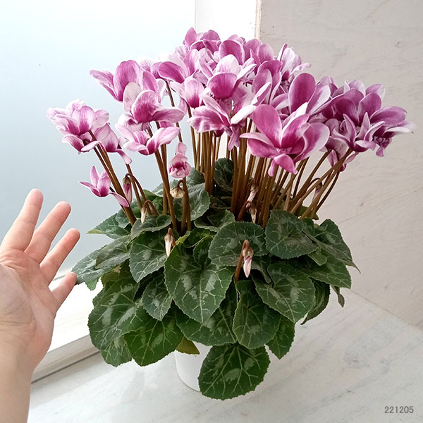 園芸ネット本店｜シクラメン：チモ ピコティボジョレー4号鉢植え の