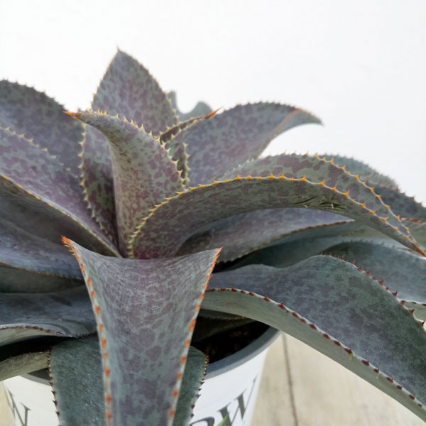 園芸ネット本店｜マンガベ：パープルピープルイーター3号ポット の通販