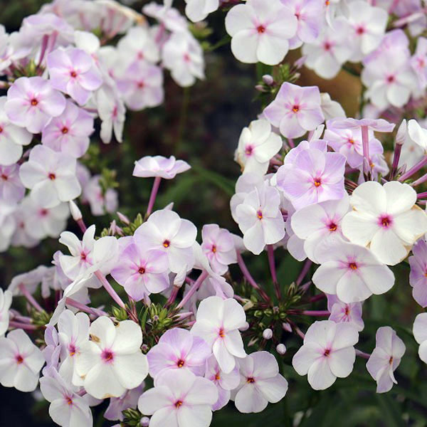 園芸ネット本店｜フロックス：ブルーフレーム3～3.5号ポット 6株セット