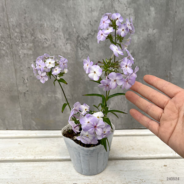 園芸ネット本店｜フロックス：ブルーフレーム3～3.5号ポット 6株セット